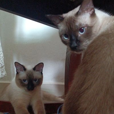 yerbabuena08's profile picture. Mom...UPR full professor...Hatha Yoga instructor...training and learning while wearing this earthly suit🚀🌎...always thankful....💚🙏🏽📿