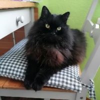 Cleo und ihre Gang (@cleo_und_anhang) 's Twitter Profile