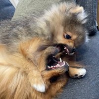 mighty.little.lions (@aewrlcgbjwtqfee) 's Twitter Profile Photo mighty.little.lions (@aewrlcgbjwtqfee) 's Twitter Profile Photo