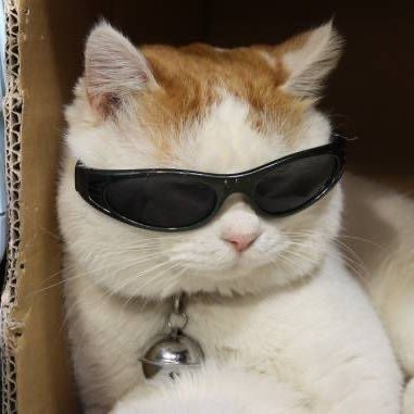 lyaacoq's profile picture. :)