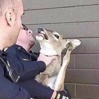 ReNidea Axeris (@renideaa) 's Twitter Profile