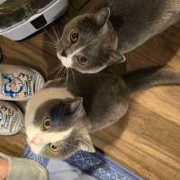 🐾JEN&Tabi🐾 (@jenneko2) 's Twitter Profile Photo 🐾JEN&Tabi🐾 (@jenneko2) 's Twitter Profile Photo