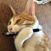 FUCKIN CAT / ねこちくしょう (@283_kotonoha) 's Twitter Profile