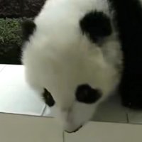 熊猫汤圆 (@morteoni) 's Twitter Profile Photo 熊猫汤圆 (@morteoni) 's Twitter Profile Photo