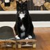 MarvelousMarty (@marty_coolcat) Twitter profile photo MarvelousMarty (@marty_coolcat) Twitter profile photo