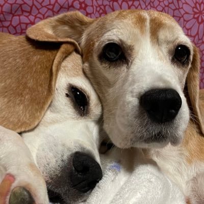akko 🇯🇵 world famous beagle lover yoginiさんのプロフィール画像