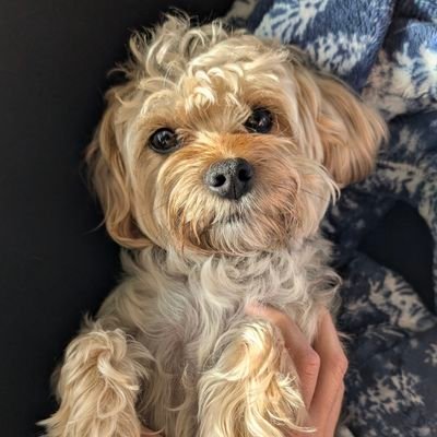 erndomenech's profile picture. 