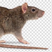 Rats (naughty list) (@crimesrat) 's Twitter Profile Photo Rats (naughty list) (@crimesrat) 's Twitter Profile Photo