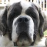 kitzsan's profile picture. 食の安全、薬害、香害、自然派