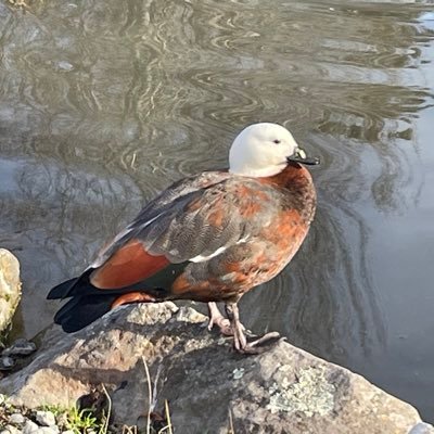 picknlift's profile picture. 