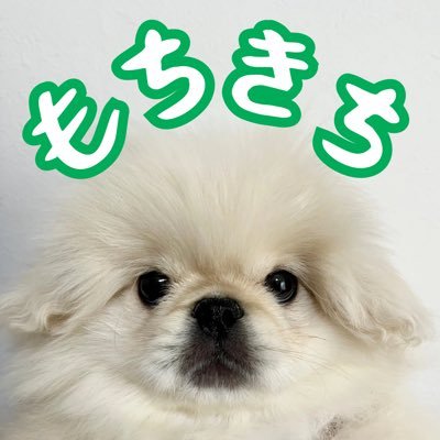 mochi_kichi_gb's profile picture. はじめまして。ペキニーズのもちきちです。 全国民に愛されるアイドル目指してます。 まっ、まずは地域No.1ぐらいにしとくかぁ... 🐶2024.03.11 🏠2024.06.01