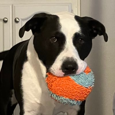 I’m a Staffordshire Terrier / Lab mix. I’m a rescue dog. My bday is 12/21/17. I was rescued on (gotcha day) 12/21/19. I’m a Dallas Cowboys fan.