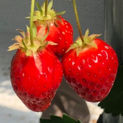 Ps0yNXEJDI21472's profile picture. 