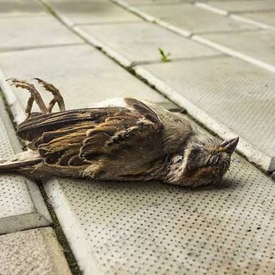 MutaiKipko97's profile picture. 