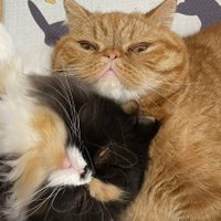 肉巻きおにぎり🍙（cat owner） (@yannoka_step_) Twitter profile photo