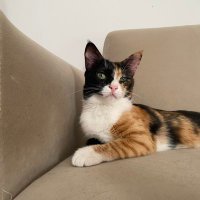 lilan (@perachkitten) 's Twitter Profile Photo lilan (@perachkitten) 's Twitter Profile Photo