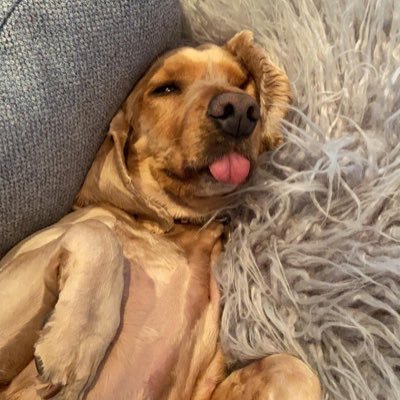 CatkinsChaos's profile picture. Loves animals, music, democracy and free speech!