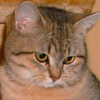 Glitzertrulla༼ ◕_◕ ༽ 🇮🇹 🖖 (@glitzertrulla) 's Twitter Profile Photo Glitzertrulla༼ ◕_◕ ༽ 🇮🇹 🖖 (@glitzertrulla) 's Twitter Profile Photo