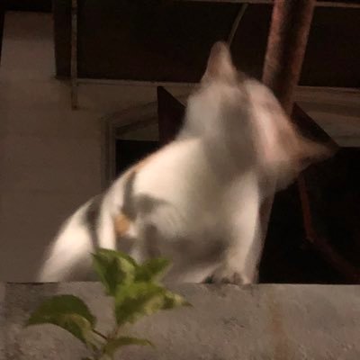 Aigail_S's profile picture. 