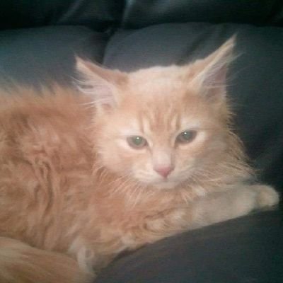 mispopyben's profile picture. We are two rescue cats living our best lives, eating, sleeping, and playing.❤️🐱🐱🐱 ❤️🐈‍⬛🐈🐈