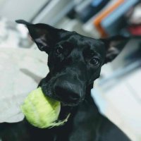 Charrlizard (@charrlizarrd) 's Twitter Profile