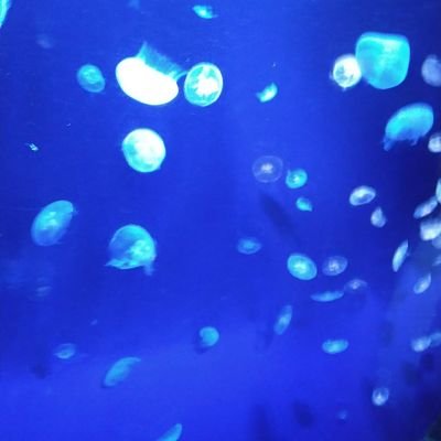 かおりです。私は障害がありながら暮らしてます。私は趣味は多彩でありアニメや絵を描いたり音楽聴いたり外ではスポーツをやったり犬や猫が好きなので猫カフェに行ったり人と話したりも好きです。友人や知り合いや恋人を作るため利用しました。毎日闘っている。私は生活保護者です。