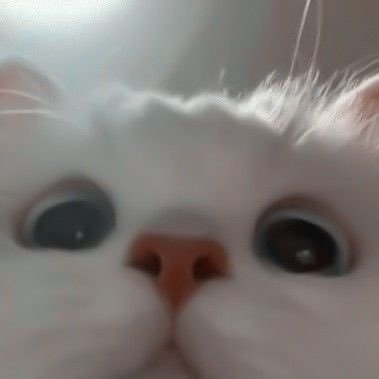 ai_rital's profile picture. 