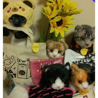 ニャンた🎵 (@4xkwuipv5e57076) 's Twitter Profile