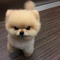 보리 (@smfqh9) 's Twitter Profile