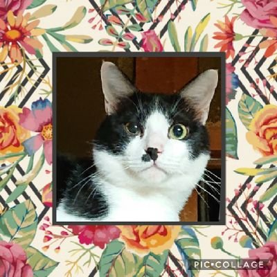 ピアニストのぶどうさん🍇と、猫ちゃんと、甘い物が大好きです😅