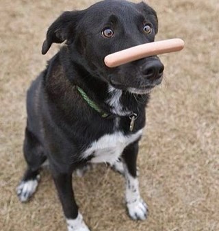 iditerod's profile picture. 