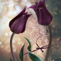 Akk Sa (@akksa62227898) 's Twitter Profile Photo Akk Sa (@akksa62227898) 's Twitter Profile Photo
