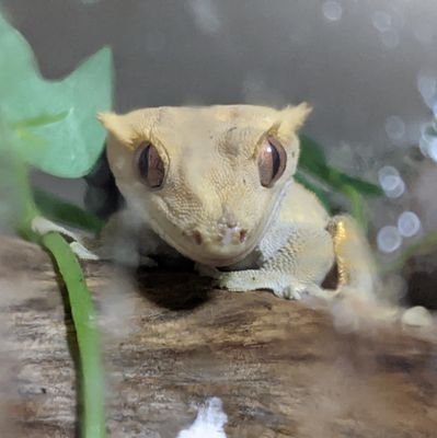 無言フォロー失礼します🦎🙏💦
社会人🫠更新率ゆるゆるです🫧ヒョウモントカゲモドキ3匹 、ニシアフリカトカゲモドキ4匹、クレステッドゲッコー1匹 ナメハダタマオヤモリ1匹🦎飼育中です🫧まだまだ勉強中!いろんな人とお話できればと思います🫶