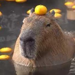 CSGOEmpireEgert's profile picture. doing things @CSGOEmpire 

never quit gambling