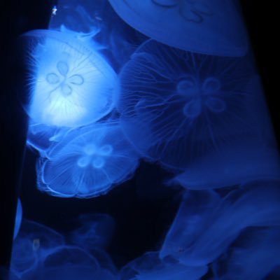 PlshqcM's profile picture. 