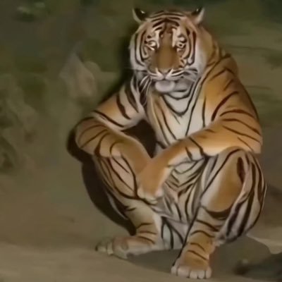 skeltoniums's profile picture. unforgiving. the lightning is coming