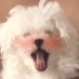 洁洁🐩 (@gingin1944991) Twitter profile photo 洁洁🐩 (@gingin1944991) Twitter profile photo