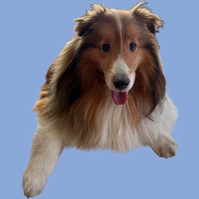 イベ価格特大★不要な人を見極め真実を見抜く犬オルゴナイト イベ価格特大☆不要な人を見極め真実を見抜く犬オルゴナイト