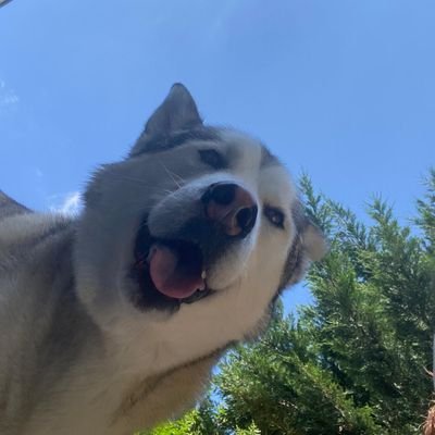 CHAP_CHURCHILLS's profile picture. CFC & Jiu-jitsu