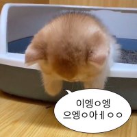 아핌 (@y_apim) 's Twitter Profile