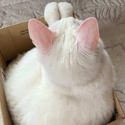 mymchbst2915's profile picture. Webデザイナー目指して勉強中📖元看護師🏥ストレスで荒んだ人生より、心が豊かな人生を送りたい🫶🏻ときどき猫様も登場🐈 #fammスクール#famm卒業