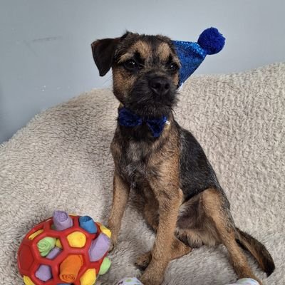 Chair @beaverstrust. Supporter of @hamrichfc. Reporting on the progress of my new master Brunel the Border Terrier #btposse. Own views my own, to be clear.