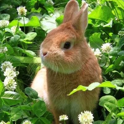 hinodenoyama's profile picture. 開拓者＆そらとも。お仕事なければSorAZの片隅に居ます！⚒️ 🐻💿
 他メンシ:🍬

偶にV以外にも居ます！

sub: @hikarideruyama

兎は殻を破ったので野に出ました（アイコン変わりました）