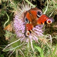 Haslemere Norman (@haslemerenorman) 's Twitter Profile