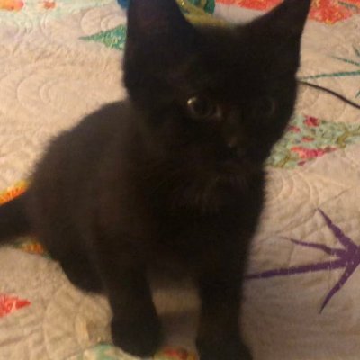 LokiCat91's profile picture. Luna is a nutty little kitty