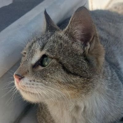 snoouir's profile picture. یه برنامه نویس تازه کار...