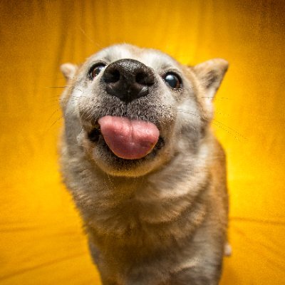 Friedeggstudios's profile picture. I am here for the animals that live with me.