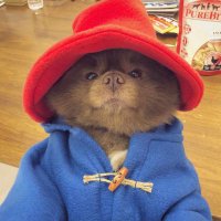 Anna Bear (@anna_bear2023) 's Twitter Profile Photo Anna Bear (@anna_bear2023) 's Twitter Profile Photo