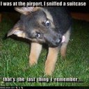 darrell sweeney - @sjdsni - Twitter