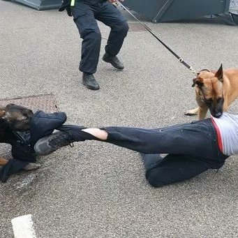 Geordiespringer's profile picture. Service Dog Handler, Newcastle United season ticket holder East Stand. @cabboxes @springerrescue #nufc #cabboxes #nessr